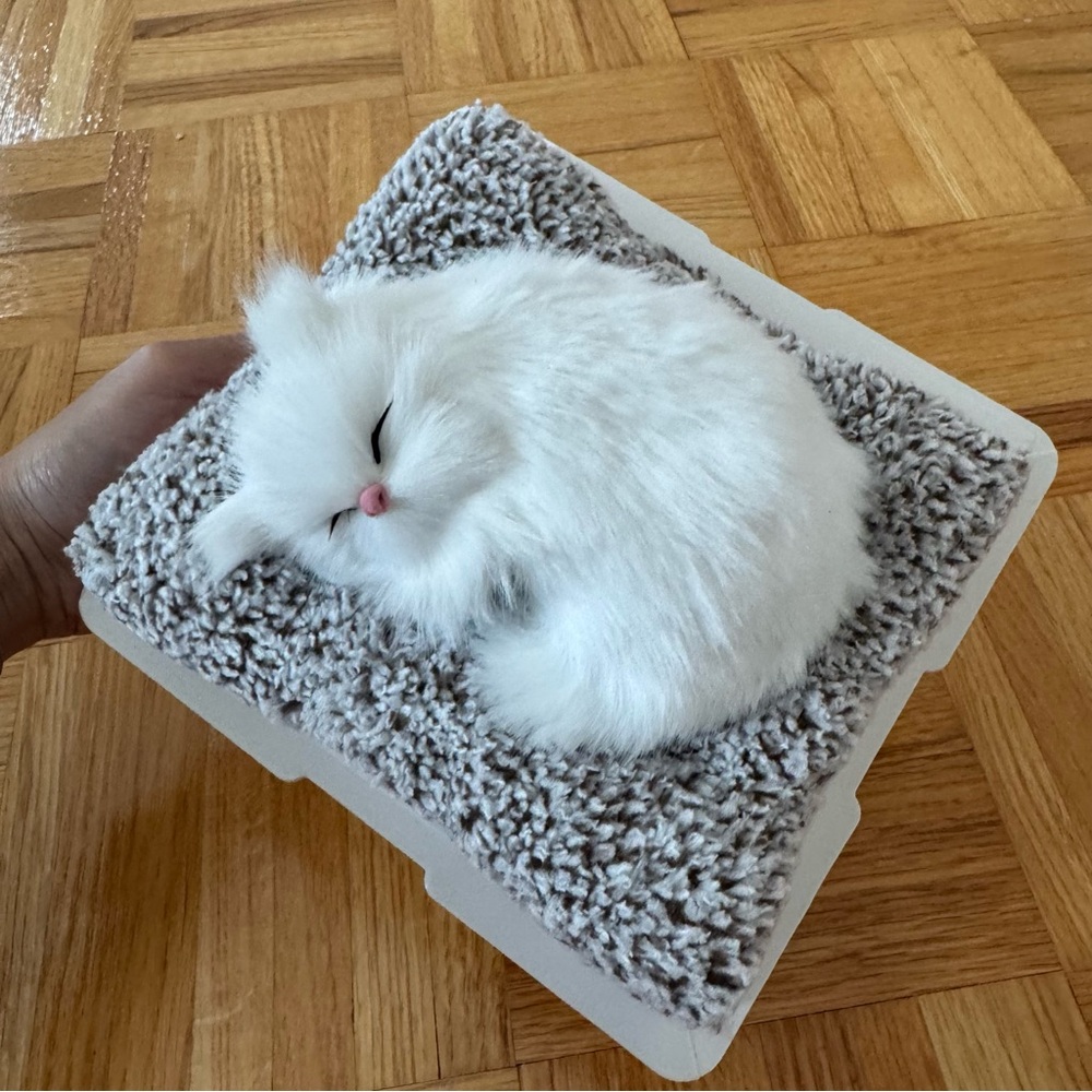 Napping White Cat Display